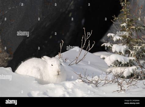 Arctic Hare In Snow Stock Photo Alamy