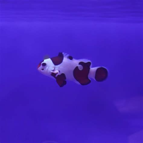 Orange Storm Clownfish Koral King