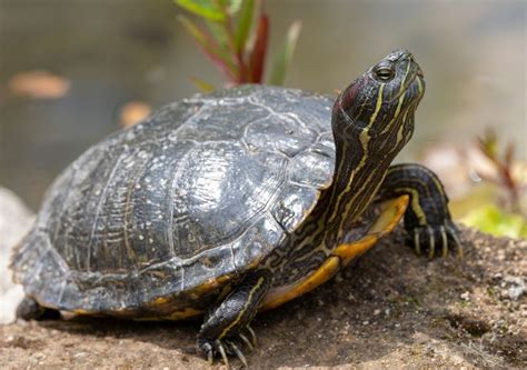 What Do Higher Temperatures Mean For Sex Determination In Turtles