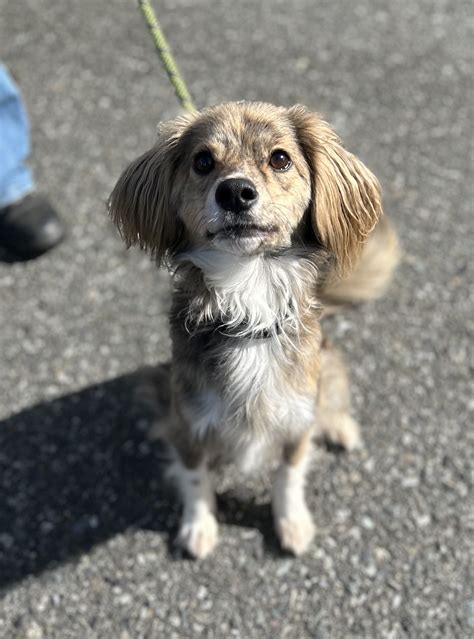 Moses - Adoptable Pet | Petfinder | Petfinder