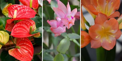 Plantas Flores Para Dentro De Casa Que Trazem Alegria