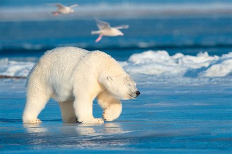 Белый Медведь Фото Животного — Mixyfotos.ru
