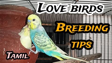 Lovebirds Breeding In Tamil Budgies Cage Setup