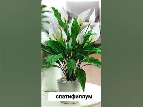 Теневыносливые комнатные растения. #комнатныерастения - YouTube