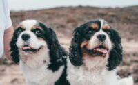 Cavalier King Charles Spaniel Lifespan: How Long Do Cavaliers Live?