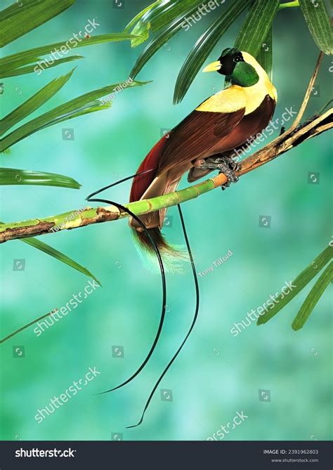 Paradisaea Rubra Red Bird Paradise Stock Photo 2391962803 Shutterstock