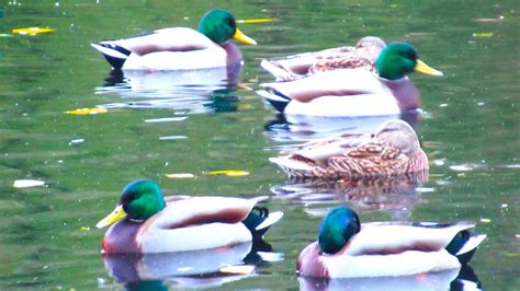 Mallard Ducks Quacking Arguing With Each Other Youtube