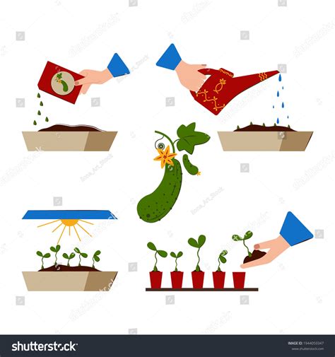 Growing Seedlings Home Growth Stages Cucumber Stock Vector (Royalty