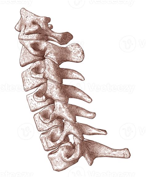 Close up, isolated, pen and ink, cervical spine lateral view. Medical