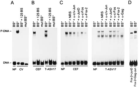 Jac A Direct Target Of Oncogenic Transcription Factor Jun Is Involved