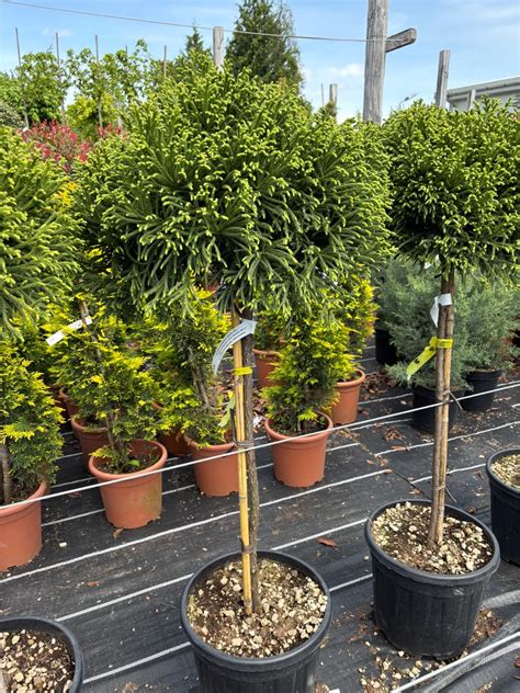 Japán ciprus törzsön (Cryptomeria japonica 'Little Champion