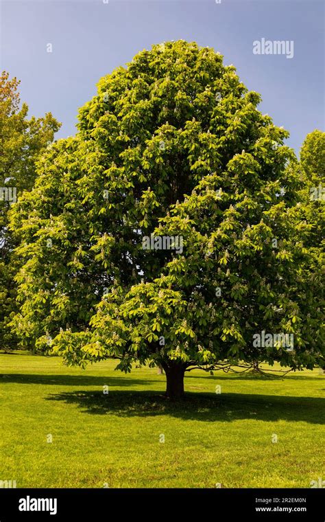 Royal Botanical Gardens Arboretum Hamilton Ontario Canada Horse