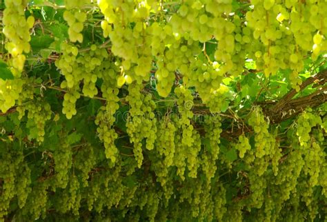 Chardonnay Harvesting with Wine Grapes Harvest Stock Image - Image of ...