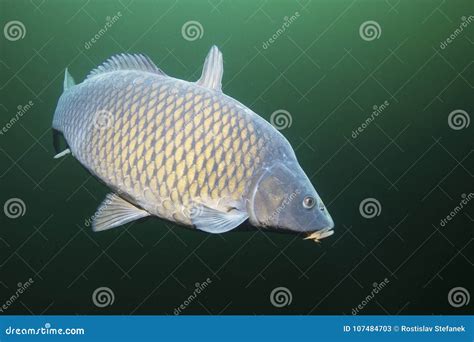 Cyprinus Carpio Della Carpa Del Pesce Di Acqua Dolce Subacqueo Immagine