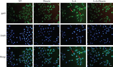 Dioscin reduces LPS ATP induced activation of NF κB signaling pathway