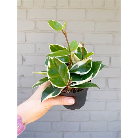 Hoya Carnosa cv. Snowball 4" — Stayin' Alive Succulents