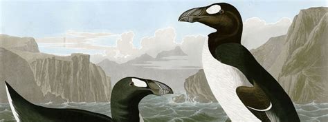 Arau-gigante: característica, alimentação, reprodução, habitat e causas ...