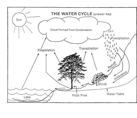 Water Cycle Diagram Worksheet Pdf at Brian Bauer blog