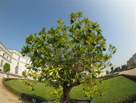 5 Best Lime Tree Varieties to Grow in Your Garden for Decoration or Food