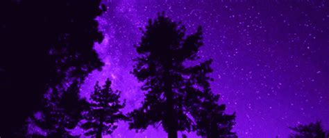 Tree Purple Sky Silhouette Discord Banner 