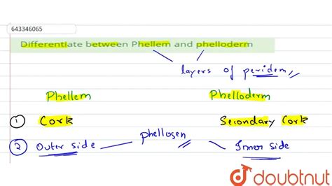 differentiate  phellem  phelloderm