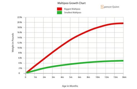 Maltipoo Growth Chart: How Big Does a Maltipoo Get? - Spencer Quinn