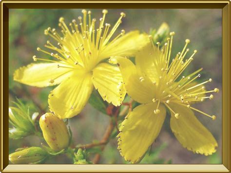 Зверобой — растение. Описание зверобоя с картинками