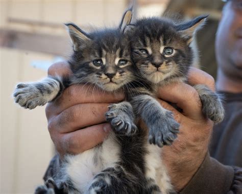 Gatitos Maine Coon