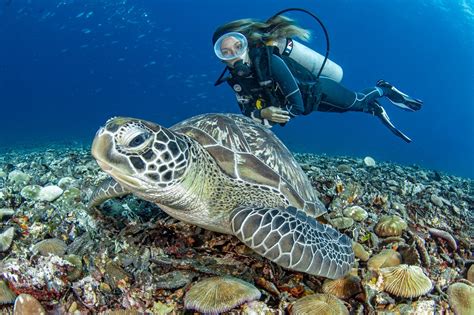 Unvergessliche Momente In Ägypten Tauchen Am Roten Meer Urlaub