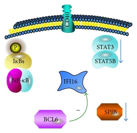 Hypothetical Regulation Of IFI16 During Mature B Cell Differentiation