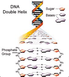 phosphate dna model ladder structure  dna showing  watson crick
