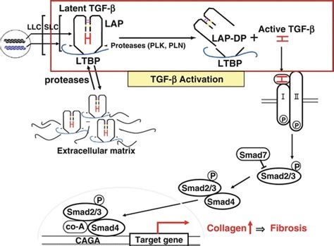 Fig 1 Tgf β Activation And Signaling Pathway Innovative