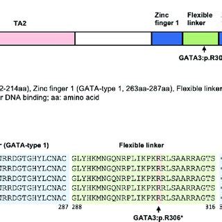gata  protein structure showing  location   reported