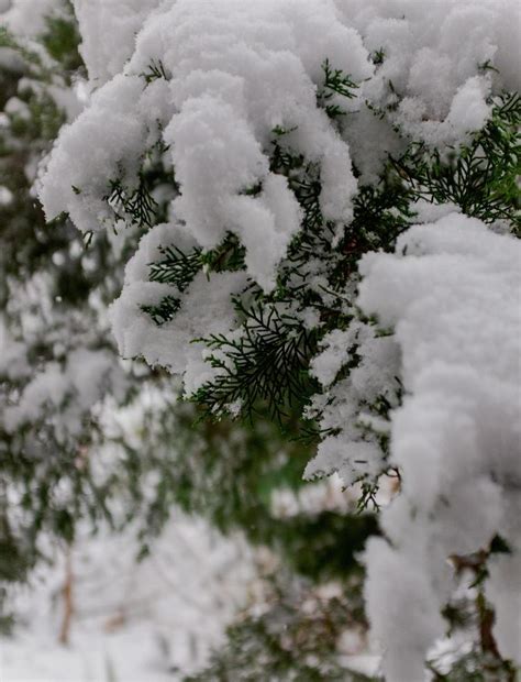 snow  evergreen tree  stock photo  vecteezy
