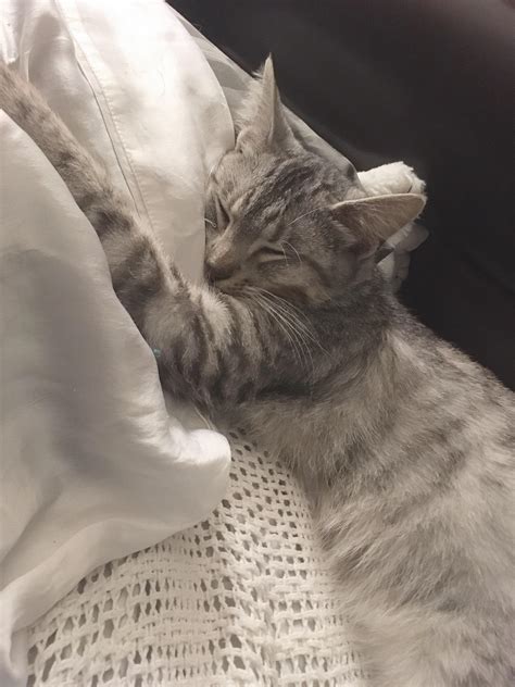 my handsome boy, nadjem ! he is the light of my life and sleeps with me