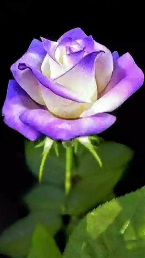 Pin by Victor Loguercio on FLORES HERMOZAS | Beautiful rose flowers ...