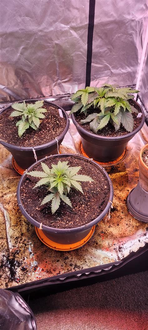 Do seeds go bad or expire? - Grow Cycle - ILGM Growers Forum | Free