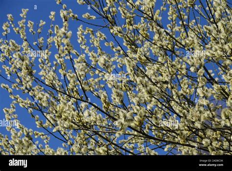 Salix Caprea Pussy Willow Stock Photo Alamy