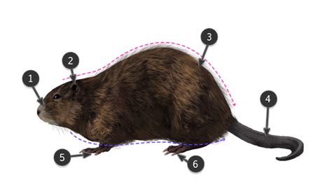 How to Draw Animals: Big Rodents and Their Anatomy