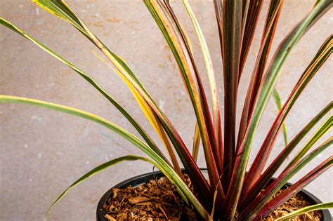 Cordyline (Ti): Plant Care & Growing Guide
