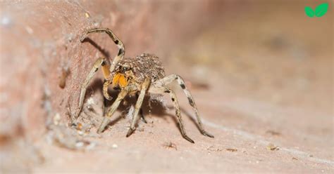 Baby Wolf Spiders An In Depth Exploration Of Their Environmental Niche