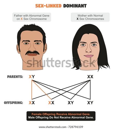 Sex Linked Dominant Hereditary Trait Infographic Diagram Stock Illustration Shutterstock