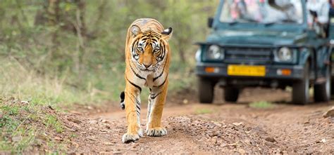 comprehensive guide  kanha jeep safari ticket booking