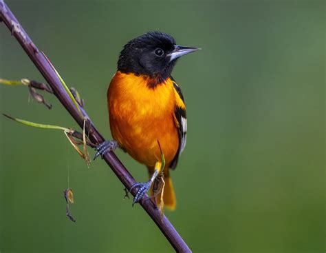 Baltimore oriole | FWS.gov