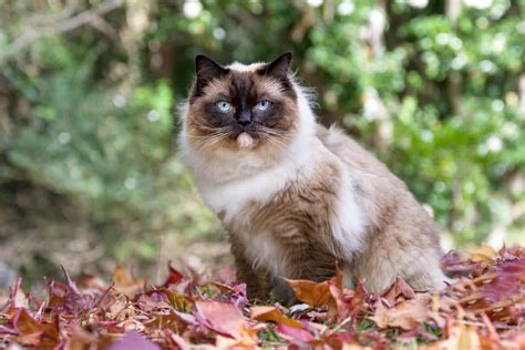 Seal Point Ragdoll Cat: Patterns, Genetics, Health & FAQs