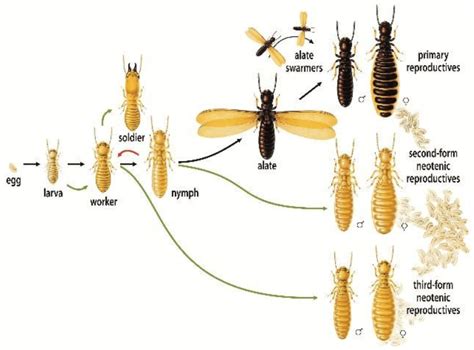 termite control barefoot bay guaranteed termite protection