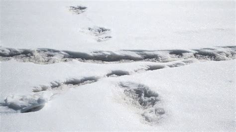 Yeti spotting? Indian Army tweets footprints from 'mythical beast'
