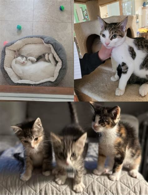 craigslist syracuse pets 8