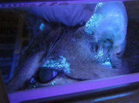 Diagnosis – Shelter Animal Physical Health