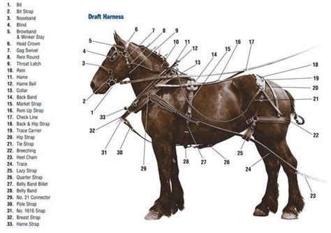 Draftdriving Harness Horse Harness Horses Draft Horses